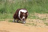 BORDER COLLIE 566